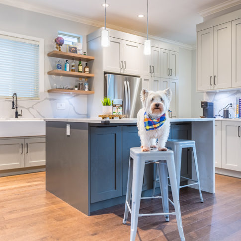 Kitchen Design with Dog